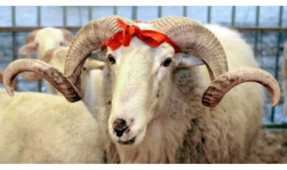 Qurbanlıq satış və kəsimə yeni məhdudiyyətlər 