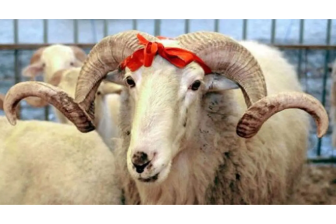 Qurbanlıq satış və kəsimə yeni məhdudiyyətlər 