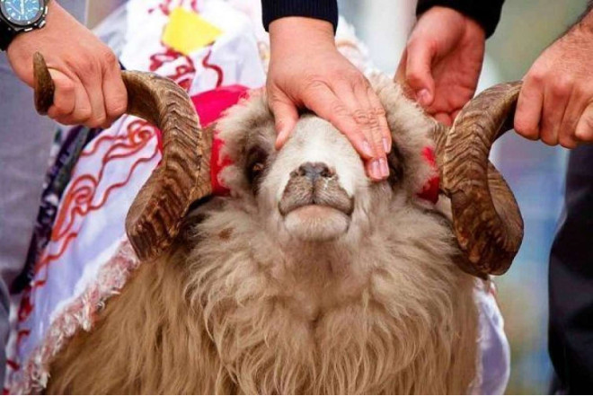 Qurban kəsmək qadağan edildi - Bu ölkələrdə