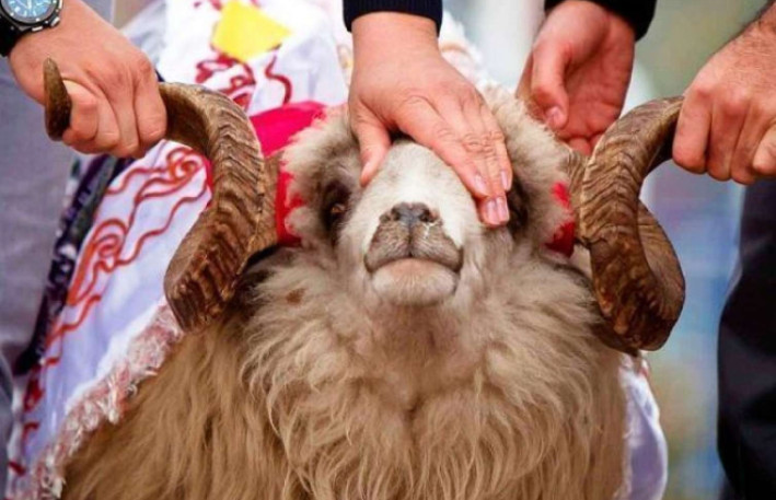 Qurban kəsmək qadağan edildi - Bu ölkələrdə