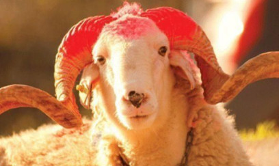 Qurban Bayramı üçün rəsmi fətva elan edildi
