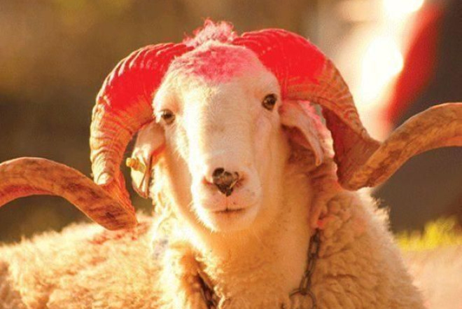 Qurban Bayramı üçün rəsmi fətva elan edildi