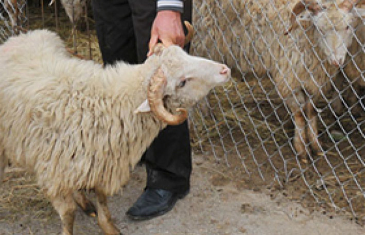 Bayram namazının vaxtı məlum oldu: Qurban kəsimi 3 gün davam edəcək
