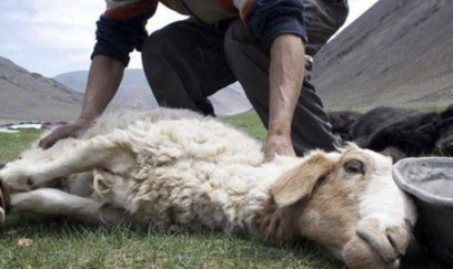 İcazəsiz yerlərdə qurban kəsiminə cəhdlər olub - Agentlik 