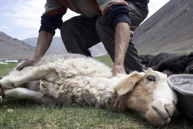 İcazəsiz yerlərdə qurban kəsiminə cəhdlər olub - Agentlik 