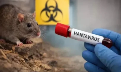 Yeni fəlakət: 13 nəfər hantavirusa yoluxdu, 3-ü öldü