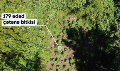 Hirkan Milli Parkında narkotik yetişdirməkdə təqsirləndirilən şəxs həbs olunub 
