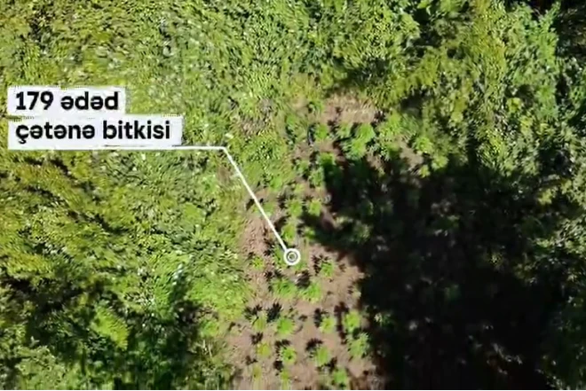Hirkan Milli Parkında narkotik yetişdirməkdə təqsirləndirilən şəxs həbs olunub 