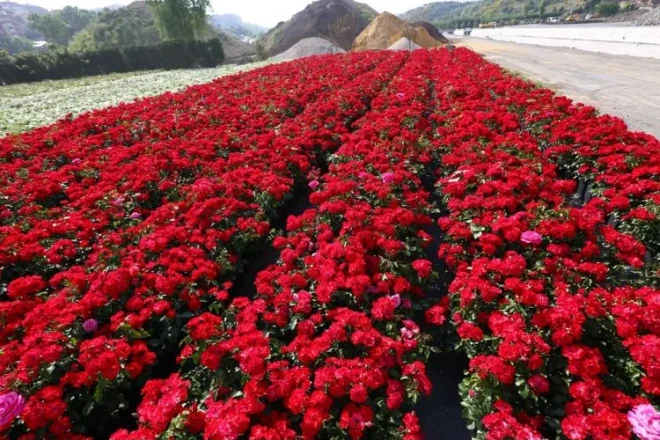 DİM 13 min manata gül alacaq 
