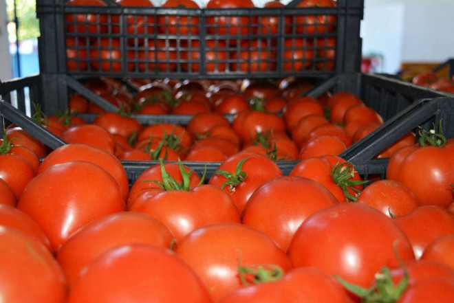 Kilosu 20 qəpiklik pomidor Bakıda niyə 2 manata satılır?