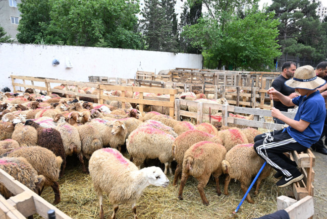 Natiq Cəfərlidən AQTA-nın yeni qərarına sərt reaksiya: "Qoyun-quzunu limuzində daşımalıdırlar?!"