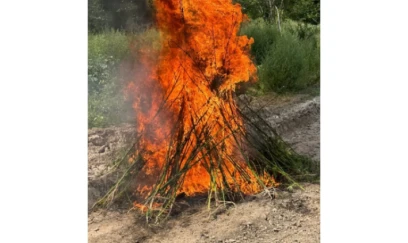 Laçında 1,2 ton çətənə kolu məhv edilib