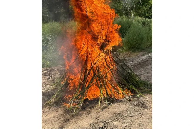 Laçında 1,2 ton çətənə kolu məhv edilib