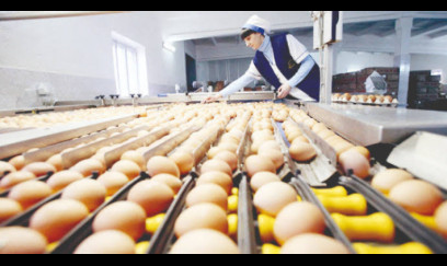 Yumurta istehsalı 600 milyonu keçdi: Qiymətlər enir