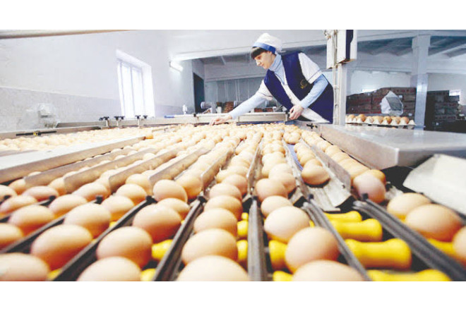 Yumurta istehsalı 600 milyonu keçdi: Qiymətlər enir
