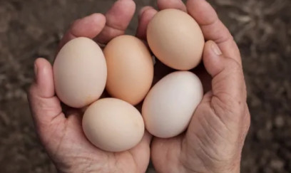 Yumurta Yenidən 1 Qəpik Olacaq? - İqtisadçıdan Açıqlama