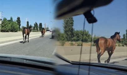 Bakıda magistralla qaçan cins atlar kimindir? - VIDEO