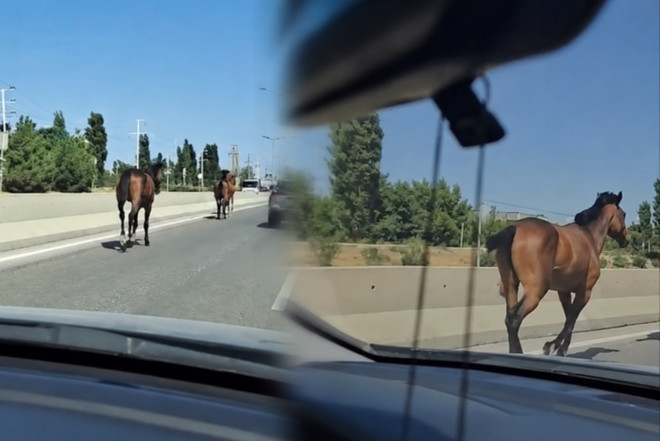Bakıda magistralla qaçan cins atlar kimindir? - VIDEO