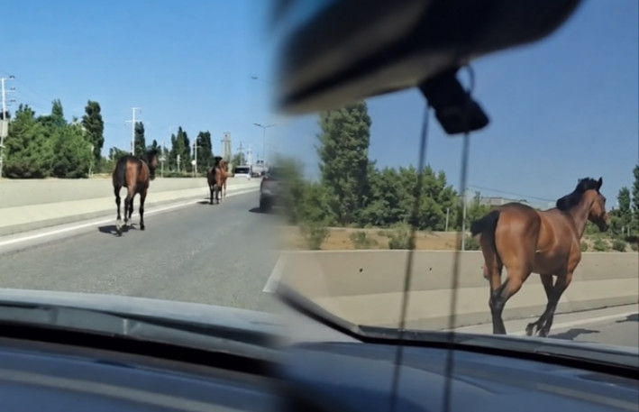 Bakıda magistralla qaçan cins atlar kimindir? - VIDEO