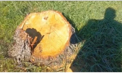Bakıda və bölgələrdə yaşıllıqlara külli miqdarda ziyan vuruldu 