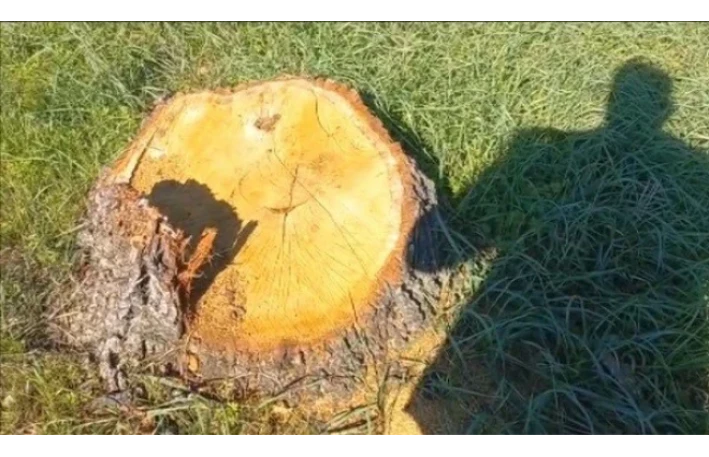 Bakıda və bölgələrdə yaşıllıqlara külli miqdarda ziyan vuruldu 