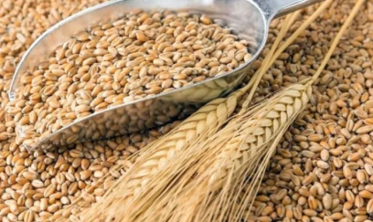 Dünya bazarında buğda bahalaşdı 