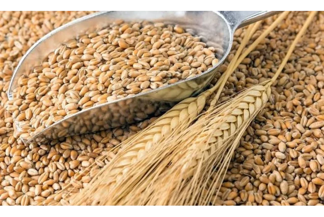 Dünya bazarında buğda bahalaşdı 