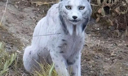 İlk dəfə ağ İber vaşağı belə görüntülənib 