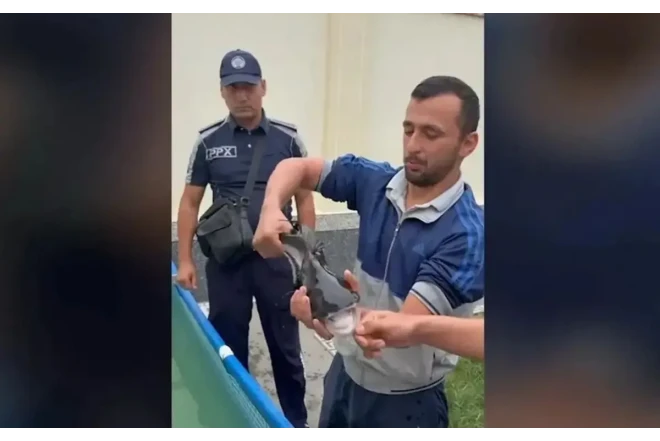 Zirzəmidə köpəkbalığı saxladığı iddia edildi - VİDEO