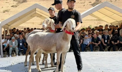 Qırğızıstanda bir qoçu 1 milyon dollara satdılar 