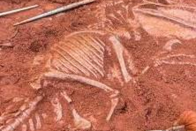 150 milyon illik dinozavr Avropada tapıldı – alimlər təəccübləndi 