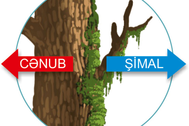 Təxayülün sirli qüvvəsi 