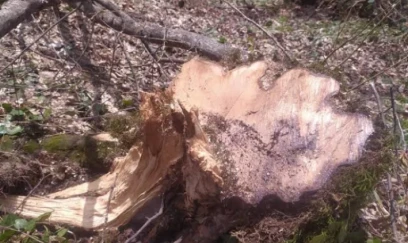 Xankəndidə yaşıllıqları qanunsuz kəsənlər cərimələnib 