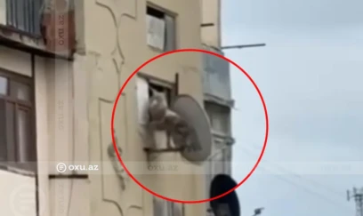 Heyvanlara işgəncə verənləri hansı cəza gözləyir? 
