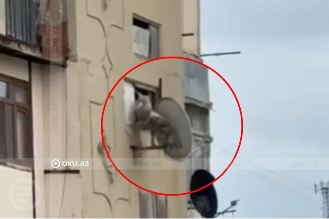 Heyvanlara işgəncə verənləri hansı cəza gözləyir? 