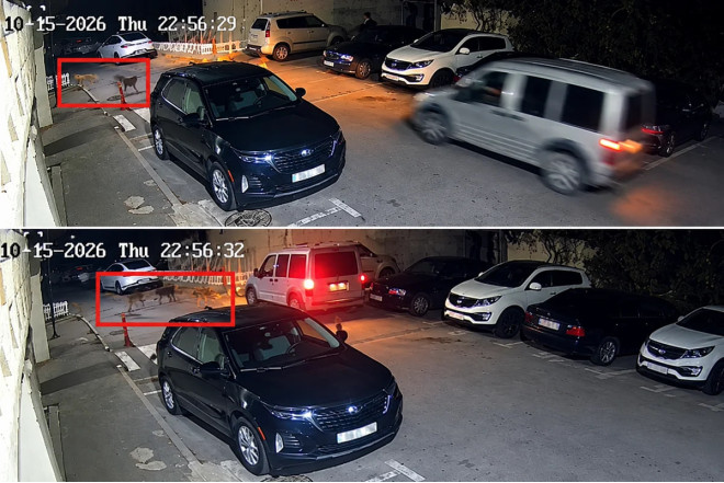 Bakıda küçə itləri sakinlərə hücum çəkdi – VİDEO